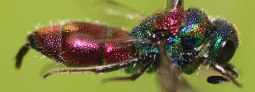Réf. 328 495 : Chrysis bicolor