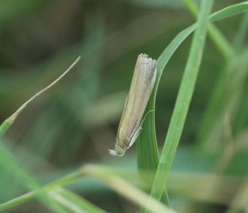 Oncocera semirubella