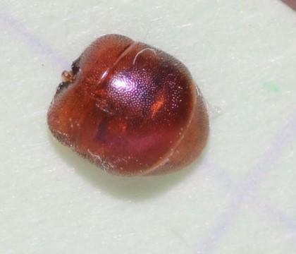 Réf. 328 663 : Hedychridium sp.