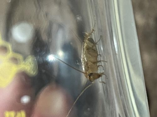 Planuncus vinzi