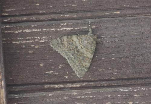 Réf. 328 463 : Catocala elocata