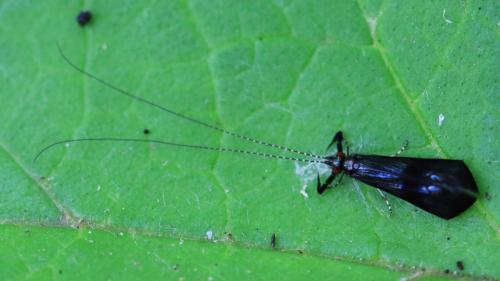 Réf. 328 068 : Mystacides azureus
