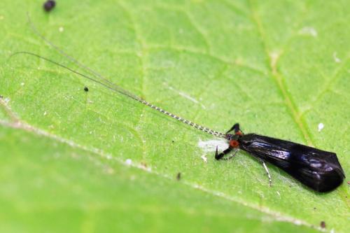 Réf. 328 069 : Mystacides azureus