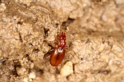 Réf. 328 647 : Duvalius delphinensis balazuci