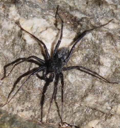 Pardosa (nigra-saturiator)