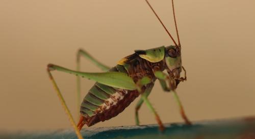Réf. 328 025 : Antaxius sorrezensis