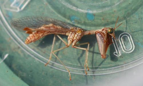 Réf. 328 057 : Mantispa styriaca