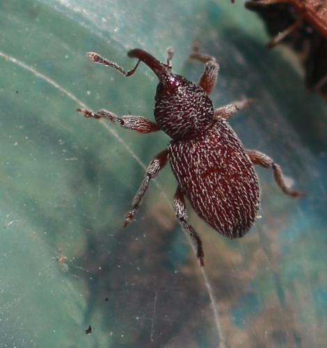 Pachytychius asperatus