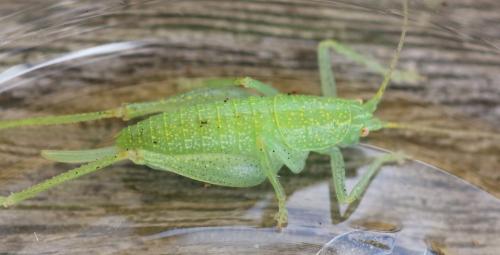 Réf. 328 127 : Cyrtaspis scutata