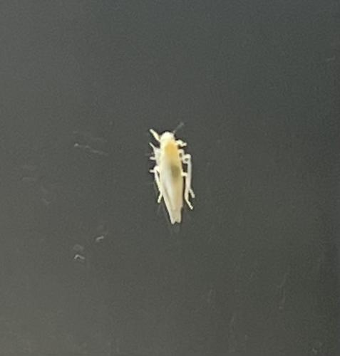 Typhlocybinae