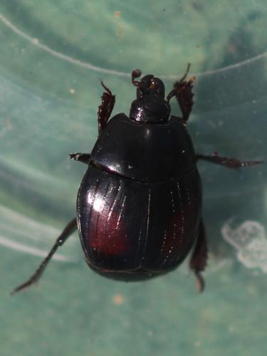 Margarinotus purpurascens