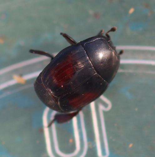 Margarinotus purpurascens