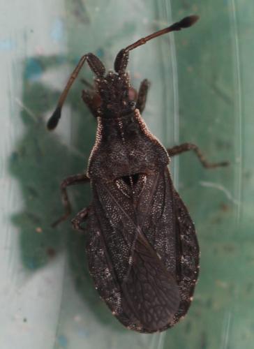 Spathocera dalmanii