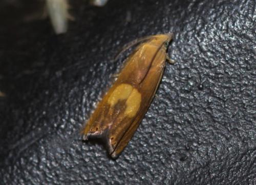 Réf. 328 262 : Dichrorampha sp.