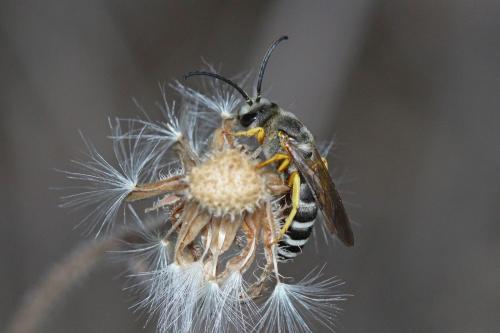 Halictus fulvipes