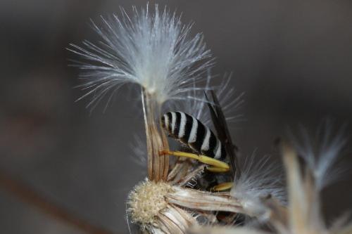Halictus fulvipes