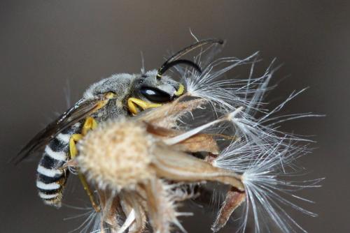 Halictus fulvipes