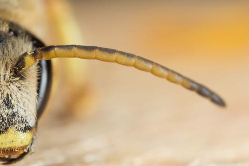 Réf. 328 171 : Halictus cochlearitarsis