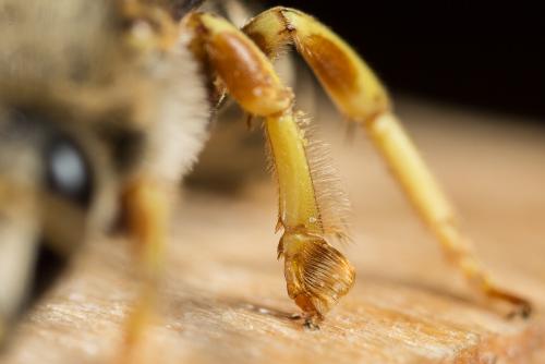 Réf. 328 172 : Halictus cochlearitarsis