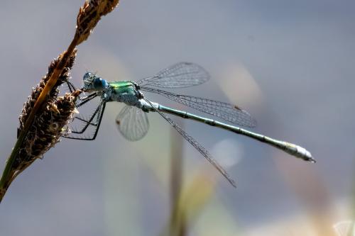 Lestes sp.