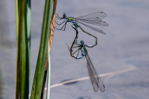 Lestes sp.