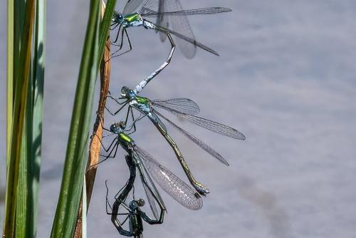 Lestes sp.
