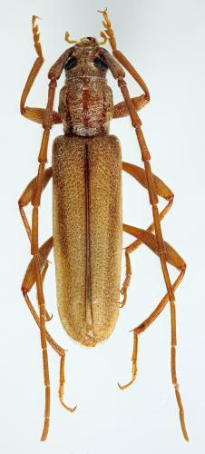 Réf. 328 479 : Icosium tomentosum