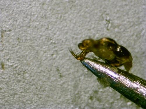 Réf. 328 329 : Megachile rotundata