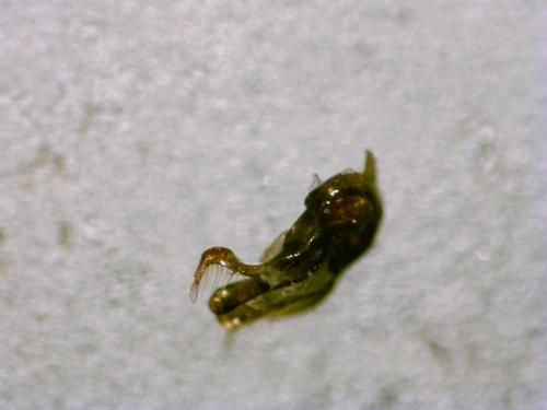 Réf. 328 330 : Megachile rotundata