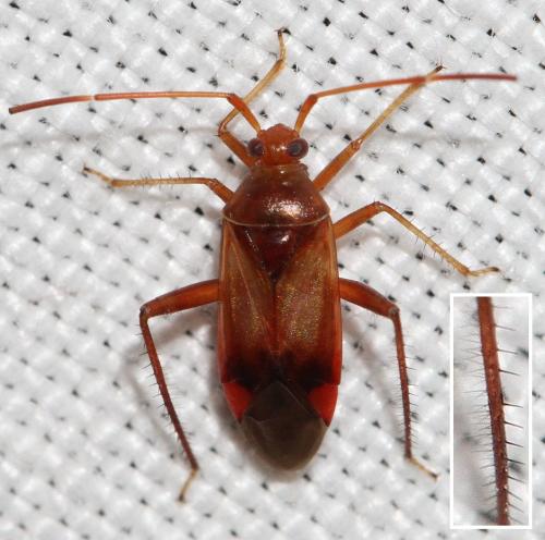 Réf. 328 192 : Pseudomegacoelum beckeri