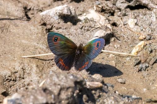 Erebia arvernensis