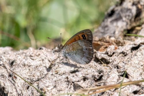 Erebia arvernensis