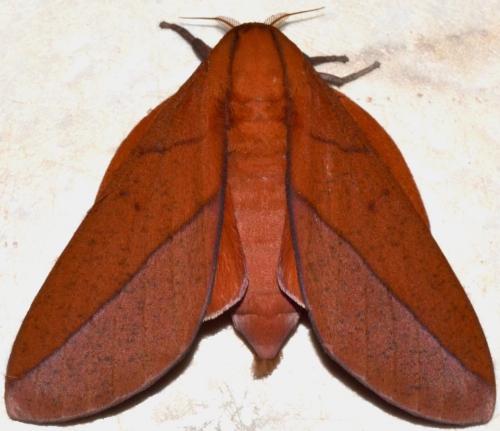 Adeloneivaia sp.