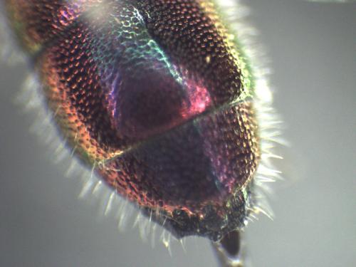 Chrysis bicolor