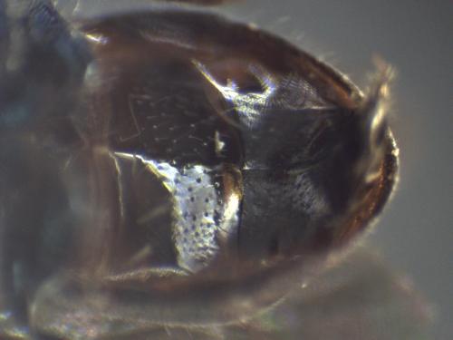 Réf. 328 664 : Hedychridium sp.