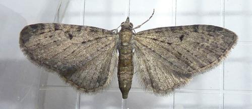 Réf. 328 559 : Eupithecia virgaureata