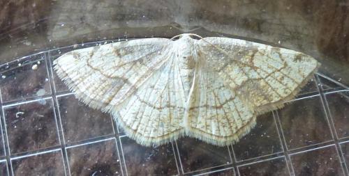 Réf. 328 750 : Stegania trimaculata