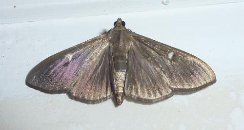 Réf. 328 828 : Cydalima perspectalis