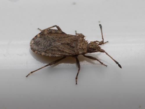 Arenocoris waltlii