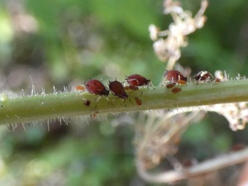 Aphis brohmeri