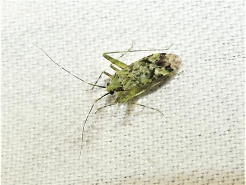 Réf. 328 633 : Phytocoris tiliae