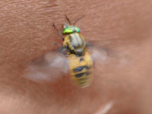 Chrysops viduatus