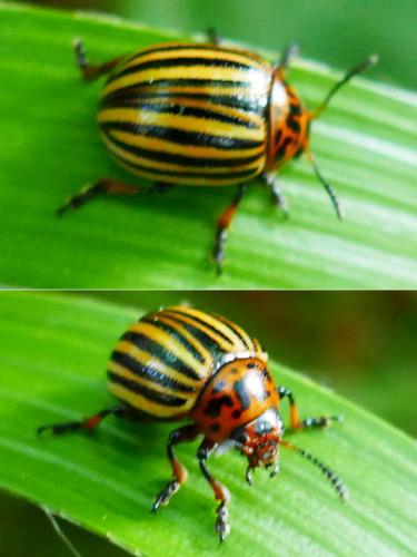 Réf. 328 595 : Leptinotarsa decemlineata