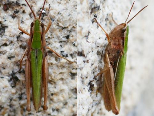 Réf. 328 678 : Chorthippus albomarginatus albomarginatus