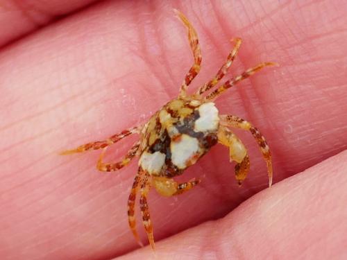 Carcinus maenas