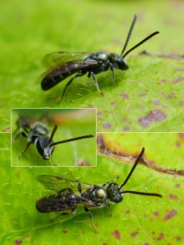 Réf. 328 314 : Lasioglossum sp.