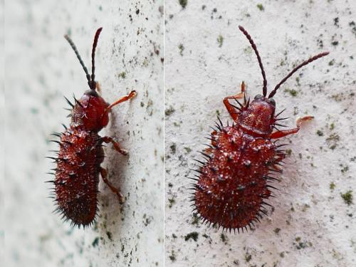 Réf. 328 282 : Dicladispa testacea