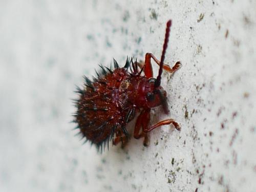 Réf. 328 283 : Dicladispa testacea