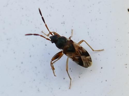 Réf. 328 324 : Scolopostethus sp.