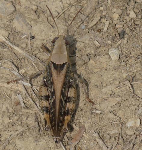 Calliptamus sp.